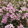 Diosma Pink Diamond 1 Diosma Pink Diamond -Promesse De Fleurs Diosma Pink diamond IF 166510 1