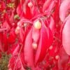 Euonymus Grandiflorus Red Wine - Fusain -Promesse De Fleurs Euonymus grandiflorus Red Wine 85244 1