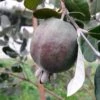 Feijoa Ou Acca Sellowiana Apollo - Goyavier Du Brésil -Promesse De Fleurs Feijoa ou Acca sellowiana Apollo Goyavier du Bresil IF 180081 1