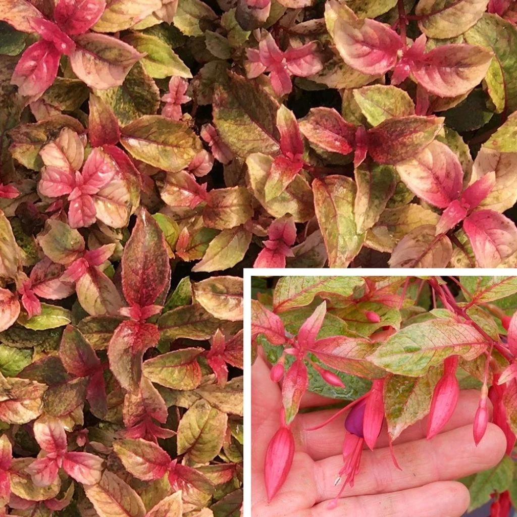 Fuchsia Rustique Happy Birthday 3 Fuchsia Rustique Happy Birthday