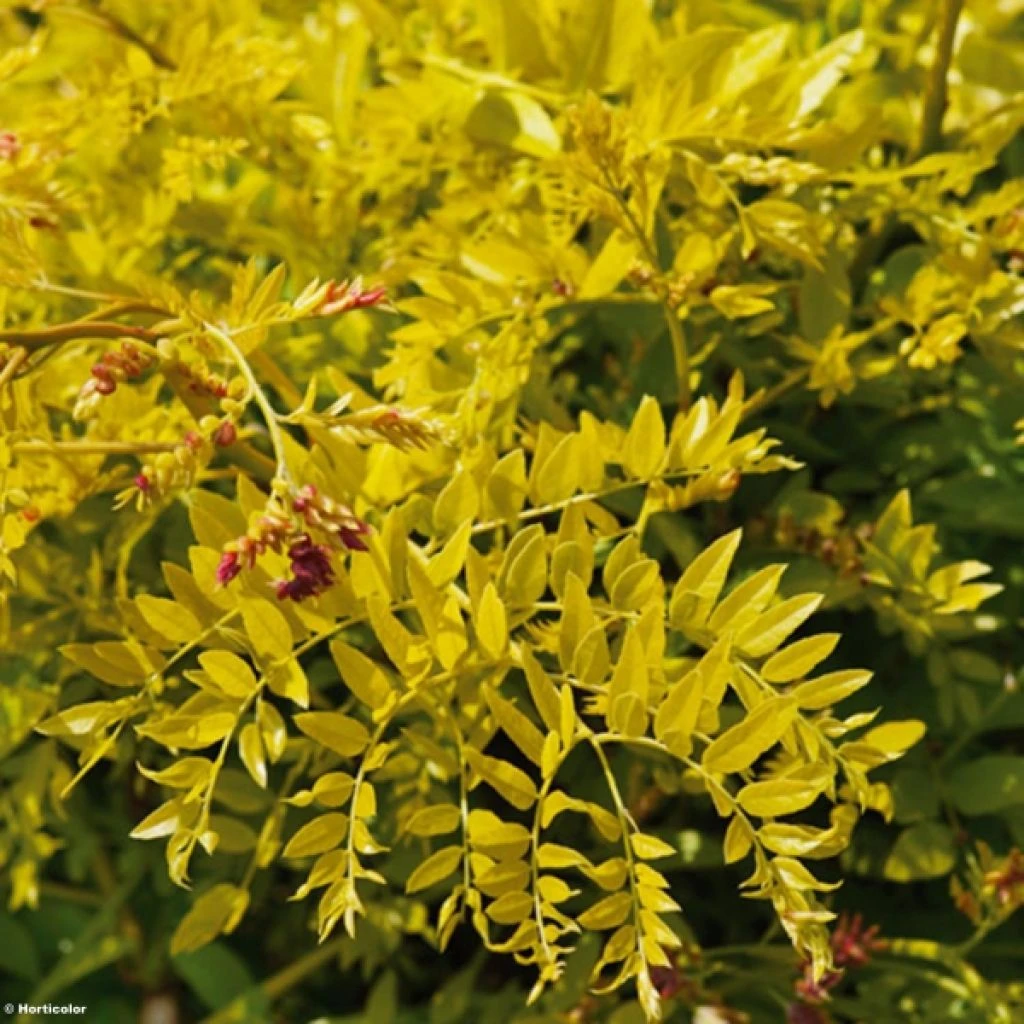 Févier D'Amérique Doré - Gleditsia Triacanthos Sunburst 3 Févier D'Amérique Doré - Gleditsia Triacanthos Sunburst