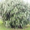 Garrya Elliptica James Roof -Promesse De Fleurs Garrya elliptica James Roof 84082 1