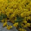 Genista Tinctoria Royal Gold - Genêt Des Teinturiers