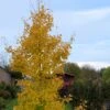 Ginkgo Biloba Fastigiata Gold Flame - Arbre Aux Quarante écus 2 Ginkgo Biloba Fastigiata Gold Flame - Arbre Aux Quarante écus -Promesse De Fleurs Ginkgo Biloba fastigiata Gold Flame LD 16550 1