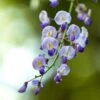 Glycine Japonaise - Wisteria Floribunda Premature