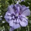 Hibiscus Syriacus Blue Chiffon - Althea Bleu Double -Promesse De Fleurs Hibiscus Blue Chiffon copyright 95092 1 1