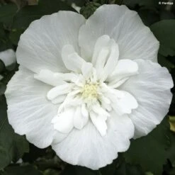 Hibiscus Syriacus White Chiffon - Althéa Blanc Double