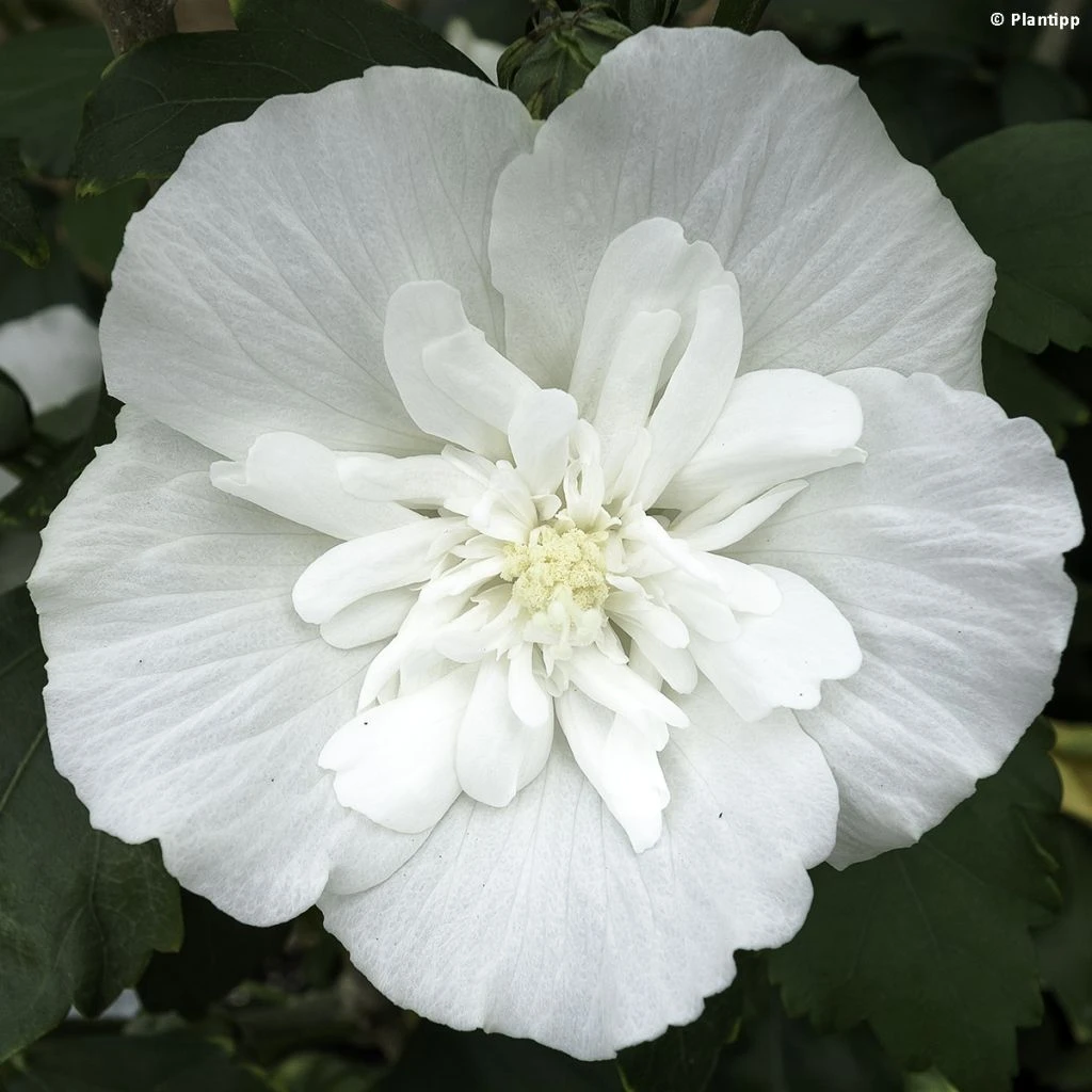 Hibiscus Syriacus White Chiffon - Althéa Blanc Double 3 Hibiscus Syriacus White Chiffon - Althéa Blanc Double