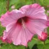 Hibiscus Moscheutos Sweet Caroline - Hibiscus Des Marais 2 Hibiscus Moscheutos Sweet Caroline - Hibiscus Des Marais -Promesse De Fleurs Hibiscus moscheutos Sweet Caroline 83350 1