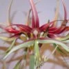 Amaryllis Chico -Promesse De Fleurs Hippeastrum chico ld ukhviid 56969 1