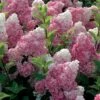 Hydrangea Paniculata Vanille Fraise - Hortensia Paniculé 2 Hydrangea Paniculata Vanille Fraise - Hortensia Paniculé -Promesse De Fleurs Hortensia Vanille Fraise Pot de C10L 82017 1