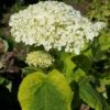 Hortensia Arborescens Golden Annabelle