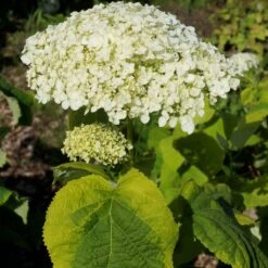 Hortensia Arborescens Golden Annabelle