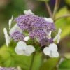 Hortensia - Hydrangea Aspera Goldrush -Promesse De Fleurs Hydrangea aspera sarg Goldrush 85794 1