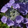 Hortensia - Hydrangea Macrophylla Blaumeise -Promesse De Fleurs Hydrangea macrophylla Blaumeise 85453 1 1