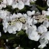 Hortensia - Hydrangea Macrophylla Choco Chic -Promesse De Fleurs Hydrangea macrophylla Choco Chic 82565 1