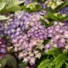 Hortensia - Hydrangea Macrophylla Double Dutch Blue 1 Hortensia - Hydrangea Macrophylla Double Dutch Blue -Promesse De Fleurs Hydrangea macrophylla Double Dutch Blue 83182 1