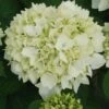 Hortensia - Hydrangea Macrophylla Sœur Thérèse -Promesse De Fleurs Hydrangea macrophylla Soeur Therese 82569 1