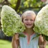Hydrangea Paniculata Hercules - Hortensia Paniculé 2 Hydrangea Paniculata Hercules - Hortensia Paniculé -Promesse De Fleurs Hydrangea paniculata Hercules 89528 1