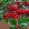 Houx Verticillé Femelle Maryland Beauty - Ilex Verticillata -Promesse De Fleurs Ilex verticillata Maryland Beauty 15381 1