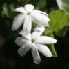 Jasmin Officinal - Jasminum Officinale Affinis 2 Jasmin Officinal - Jasminum Officinale Affinis -Promesse De Fleurs Jasmin blanc officinal Jasminum officinale Affinis copyright 1010792 1