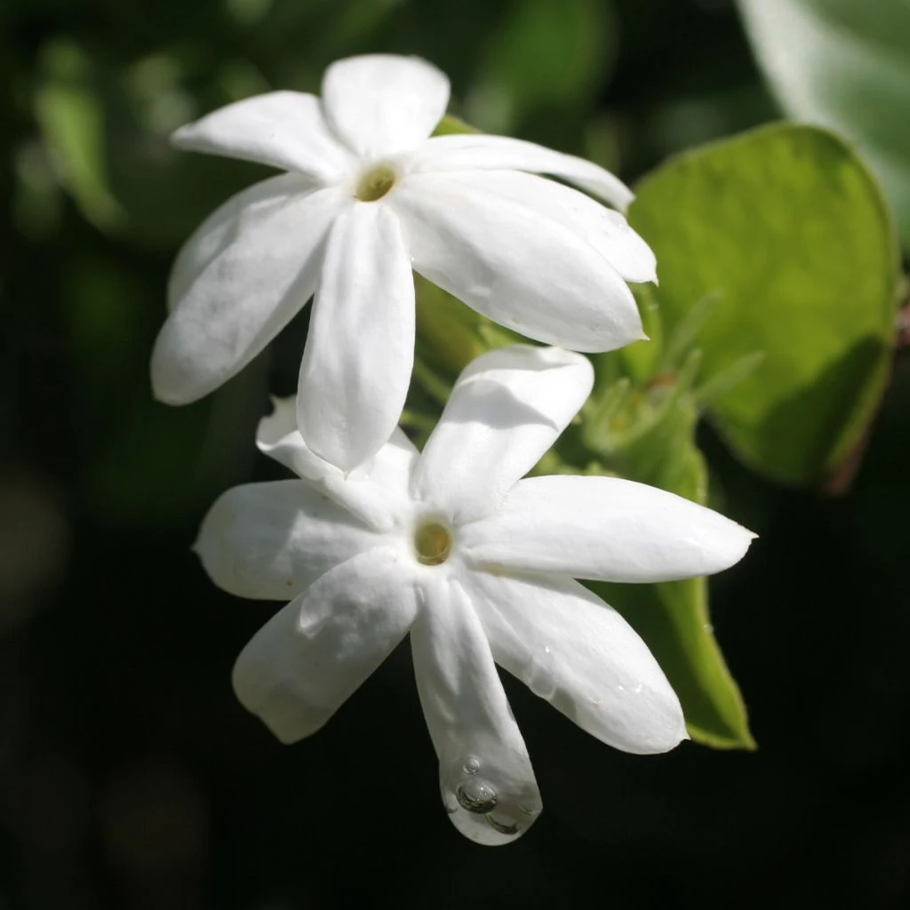 Jasmin Officinal - Jasminum Officinale Affinis 3 Jasmin Officinal - Jasminum Officinale Affinis