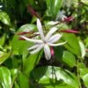 Jasminum Nitidum - Jasmin 2 Jasminum Nitidum - Jasmin -Promesse De Fleurs Jasminum nitidum 89985 1