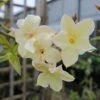 Jasminum Officinale Clotted Cream - Jasmin Parfumé 2 Jasminum Officinale Clotted Cream - Jasmin Parfumé -Promesse De Fleurs Jasminum officinale Clotted Cream 68151 1