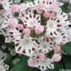 Kalmia Latifolia Windrose - Laurier Des Montagnes Blanc Et Brun Pourpré -Promesse De Fleurs Kalmia latifolia Windrose 781991 1