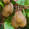 Kiwi Autofertile Boskoop - Actinidia Deliciosa 2 Kiwi Autofertile Boskoop - Actinidia Deliciosa -Promesse De Fleurs Kiwi autofertile Boskoop Actinidia deliciosa copyright 1003541 1