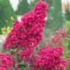 Lagerstroemia Indica Summer Charm Tonto - Lilas Des Indes 2 Lagerstroemia Indica Summer Charm Tonto - Lilas Des Indes -Promesse De Fleurs LAGERSTROEMIA TONTO 781738 1