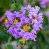 Lagerstroemia Indica Cordon Bleu - Lilas Des Indes Bleu Lavande 2 Lagerstroemia Indica Cordon Bleu - Lilas Des Indes Bleu Lavande -Promesse De Fleurs Lagerstroemia indica Cordon bleu copyright 78173611 1