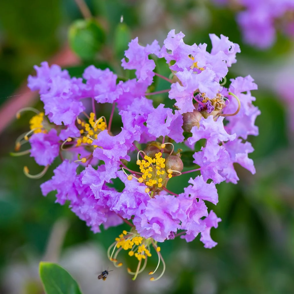 Lagerstroemia Indica Cordon Bleu - Lilas Des Indes Bleu Lavande 3 Lagerstroemia Indica Cordon Bleu - Lilas Des Indes Bleu Lavande