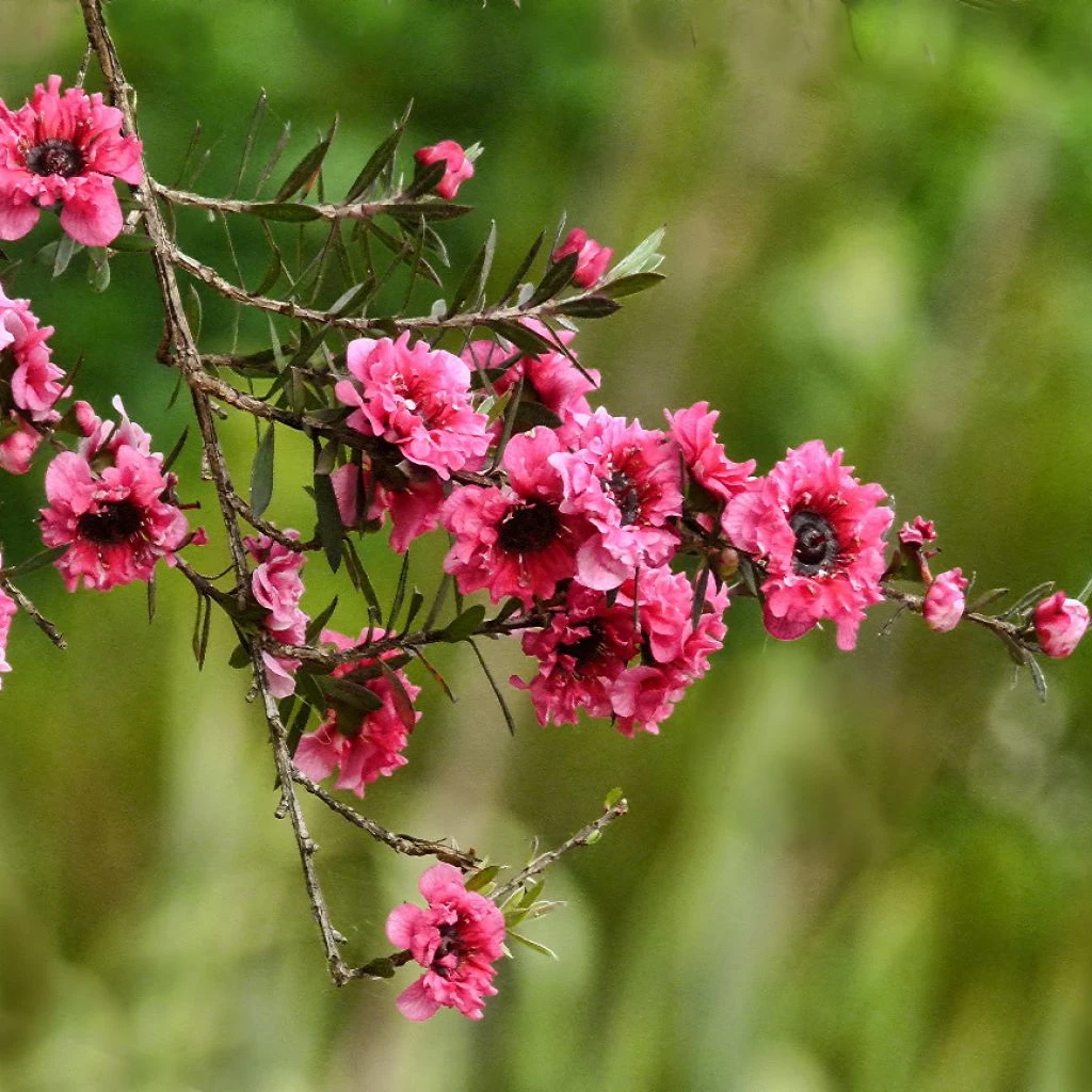 Leptospermum Scoparium Red Damask - Arbre à Thé 3 Leptospermum Scoparium Red Damask - Arbre à Thé