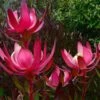Leucadendron Fireglow -Promesse De Fleurs Leucadendron Fireglow 83362 1