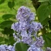 Lilas - Syringa Vulgaris Capitaine Baltet 1 Lilas - Syringa Vulgaris Capitaine Baltet -Promesse De Fleurs Lilas Capitaine Baltet Syringa vulgaris 82627 1