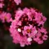 Lilas Des Indes - Lagerstroemia Indica Enduring Pink -Promesse De Fleurs Lilas des Indes Lagerstroemia indica Enduring Pink IF 1001392 1
