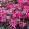 Loropetalum Chinense Plum Gorgeous -Promesse De Fleurs Loropetalum chinense Plum Gorgeous IF 17198 1