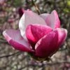 Magnolia March Till Frost 1 Magnolia March Till Frost -Promesse De Fleurs Magnolia March Till Frost copyright 1002691 1