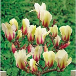 Magnolia Denudata Sunrise