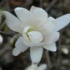 Magnolia Denudata Double Diamond - Magnolia Yulan 2 Magnolia Denudata Double Diamond - Magnolia Yulan -Promesse De Fleurs Magnolia denudata Double Diamond 781969 1