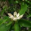 Magnolia Virginiana Glauca - Magnolia De Virginie 1 Magnolia Virginiana Glauca - Magnolia De Virginie -Promesse De Fleurs Magnolia virginiana Glauca 84172 1