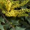 Mahonia (x) Wagneri Fireflame 2 Mahonia (x) Wagneri Fireflame -Promesse De Fleurs Mahonia x wagneri Fireflame copyright 17030 1 1