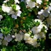 Myrtus Communis Tarentina - Myrte Commun -Promesse De Fleurs Myrtus communis subsp Tarentina 82213 1