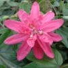 Passiflore Insignis Pink Passion - Fleur De La Passion 2 Passiflore Insignis Pink Passion - Fleur De La Passion -Promesse De Fleurs Passiflore insignis Pink Passion 681331 1