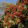 Photinia Beauverdiana Var. Notabilis -Promesse De Fleurs Photinia beauverdiana var notabilis 87148 1