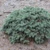 Epicea Bleu - Picea Pungens Waldbrunn -Promesse De Fleurs Picea pungens Waldbrunn 0717002 1