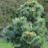 Pinus Parviflora Negishi - Pin Blanc Japonais -Promesse De Fleurs Pinus parviflora Negishi Pin blanc japonais copyright 8894911 1