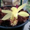 Pleione Forrestii -Promesse De Fleurs Pleione forestii 1178 1