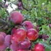 Pluot Pink Candy - Prunus Pluot -Promesse De Fleurs PluotPink Candy 78217 1